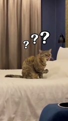 Expresi kucing kaget