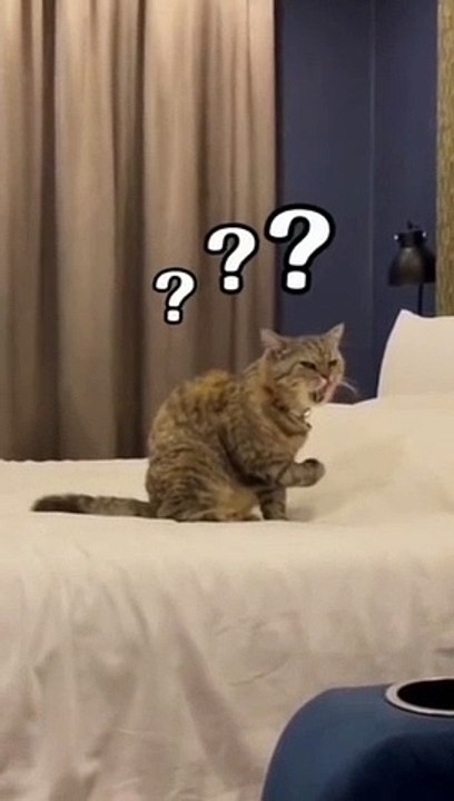 Expresi kucing kaget