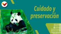 Punto Verde | Conocemos todo sobre los adorables pandas