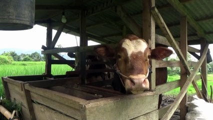 sapi besar di tengah sawah