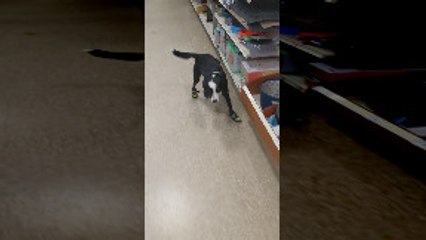 Dog's First Time Walking in Boots