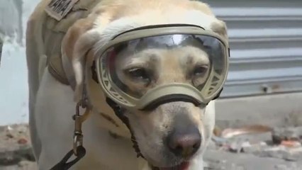 Frida the rescue dog emerges as a Mexico quake hero