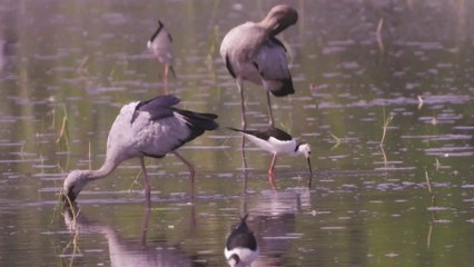 The Asian openbill or Asian openbill stork is a protected bird under Thai law.