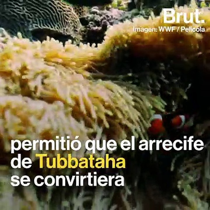 Cómo se salvó el arrecife de Tubbataha