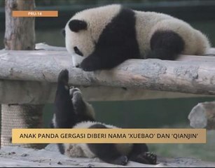 Anak panda gergasi diberi nama 'Xuebao' dan 'Qianjin'