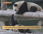 Anak panda gergasi diberi nama 'Xuebao' dan 'Qianjin'