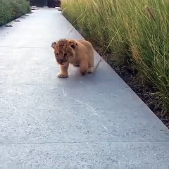 Baby lion is walking with a happy heart, verry cute!!