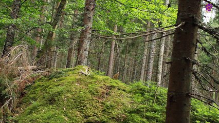 intro-logo-newaudio-15-min-20220219-014140