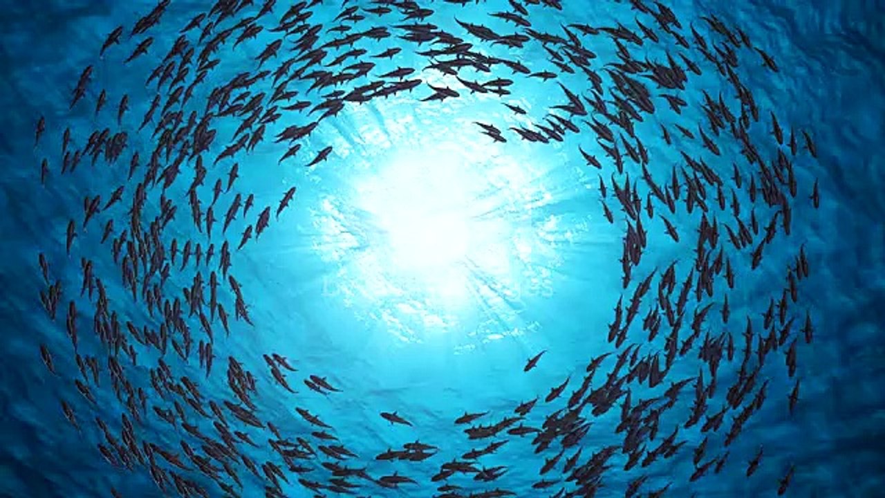 School Of Fishsharks