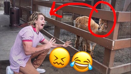 WHERE WE'RE GETTING MARRIED HAS A CRAZY SPITTING LLAMA!!