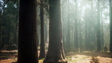 The Harmony of Nature