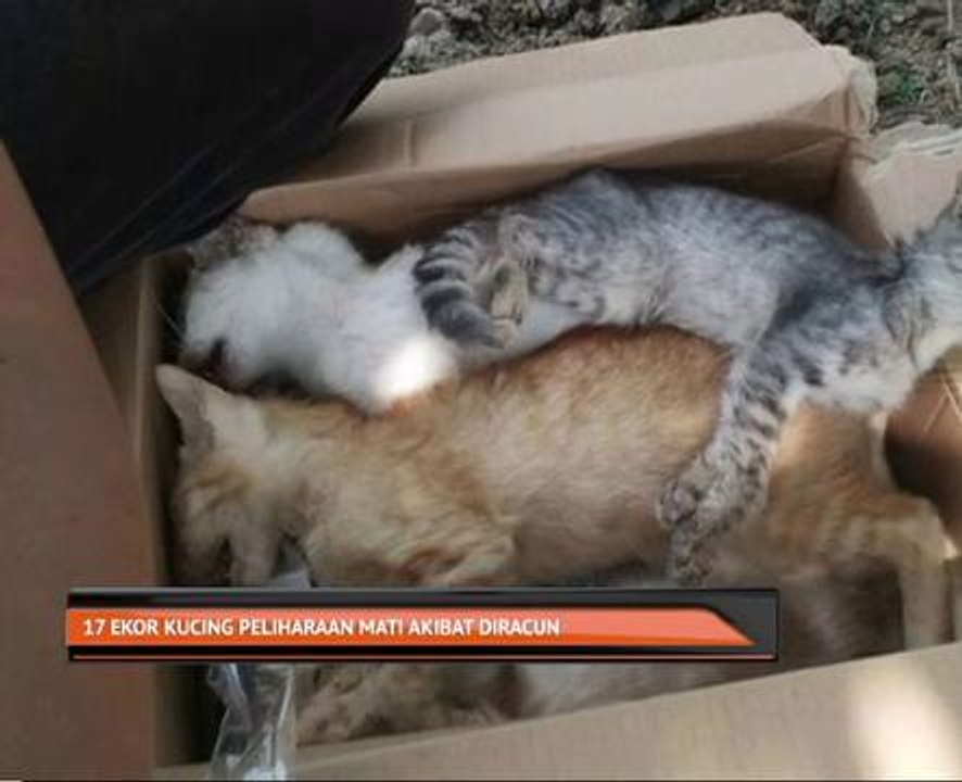 17 ekor kucing peliharaan mati akibat diracun