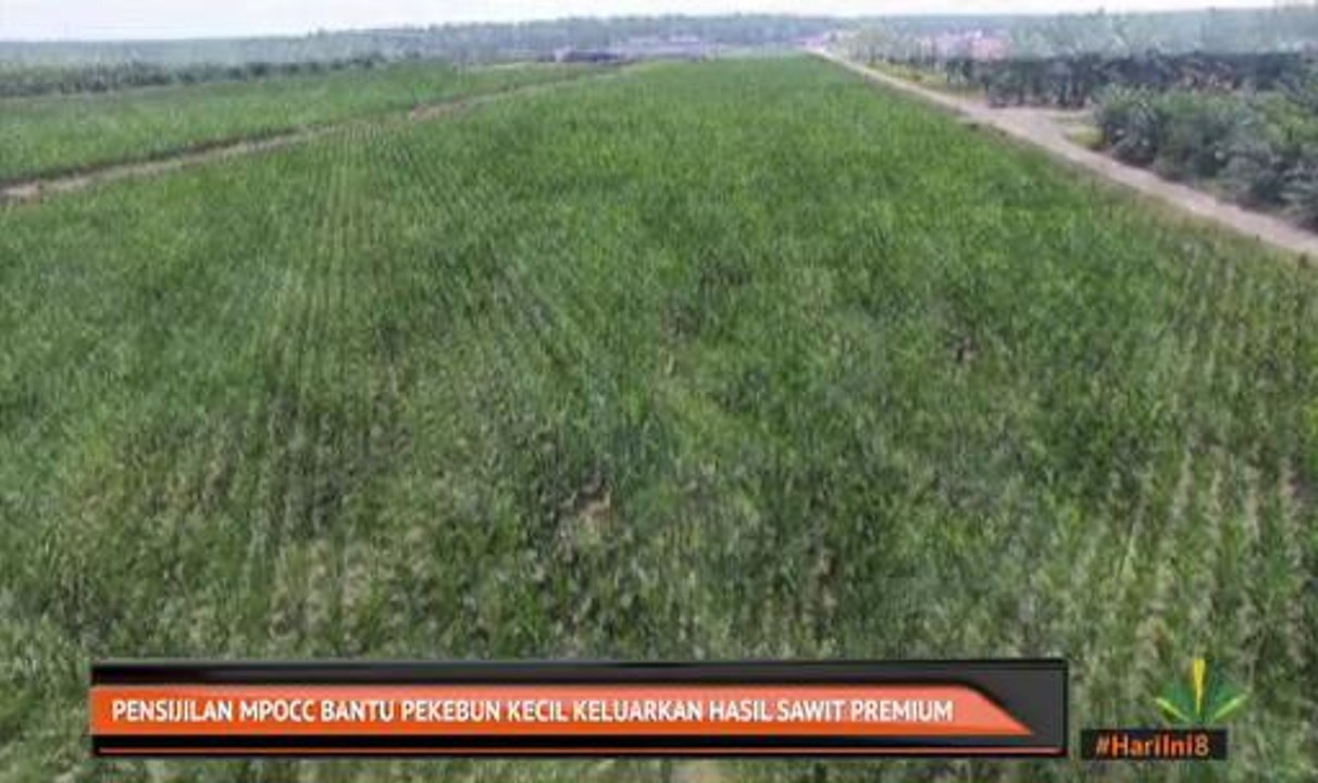 Pensijilan MSPO bantu pekebun kecil keluarkan hasil sawit premium
