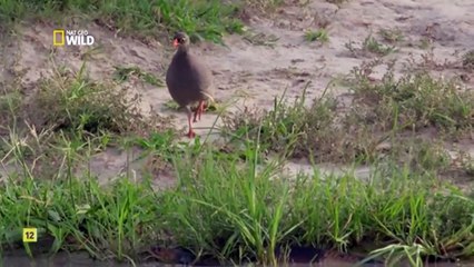 Búsqueda y destrucción_4- Los depredadores más letales de África.