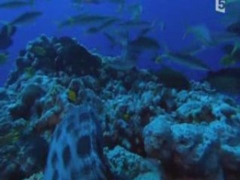 TERRE VIVANTE -Le royaume des oceans