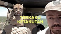 Kompak (Episod 388): Terkaku Cheetah lompat masuk dalam kereta