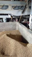 Mesin penggiling padi