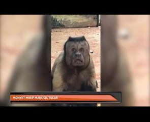 Monyet mirip manusia tular