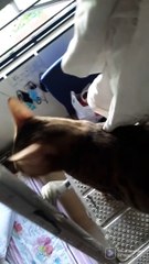 Lagi bermain denganku