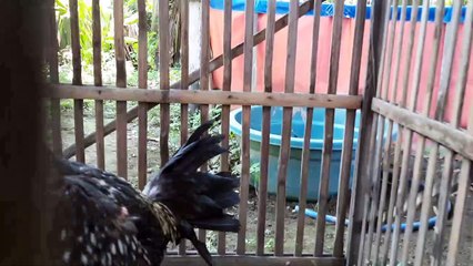 Ayam Import Jantan mahal