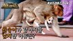 [HOT] The kidnapping of a puppy by monkeys who decided to revenge,신비한TV 서프라이즈 220227