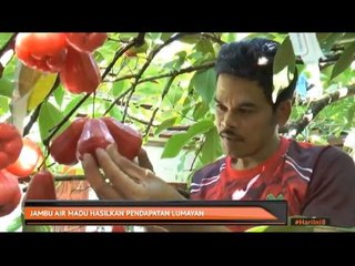 Jambu air madu hasilkan pendapatan lumayan