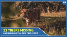 Govt has no data of missing tigers in Ranthambore Tiger Reserve from past 3 years
