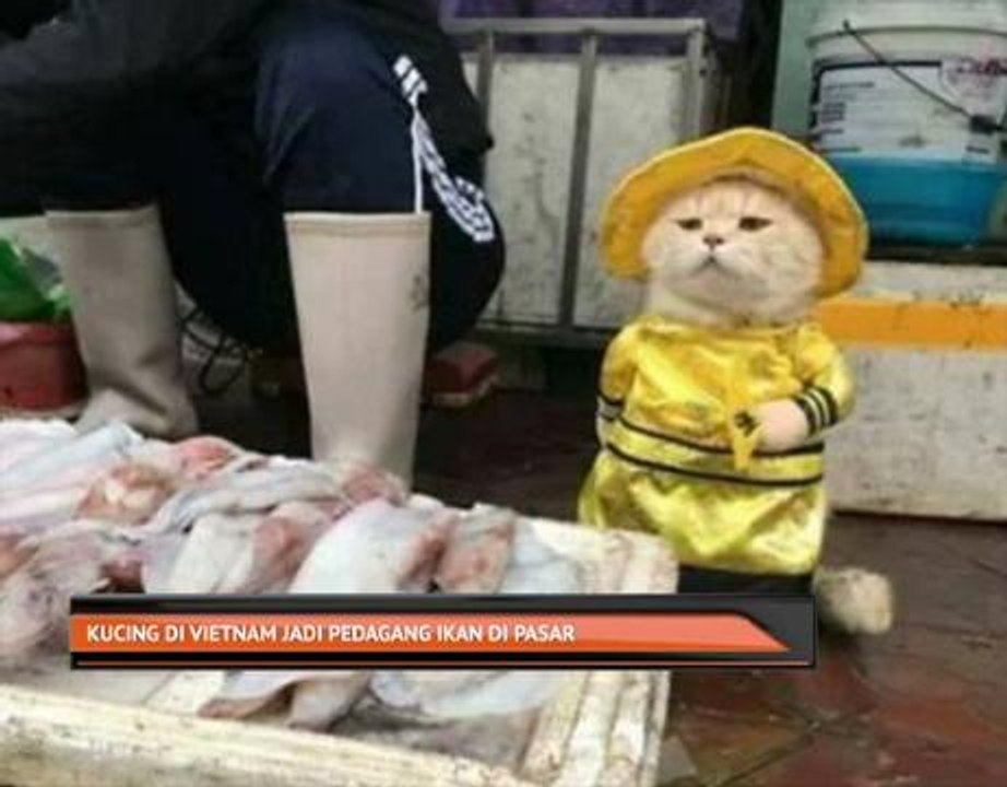 Kucing di Vietnam jadi pedagang ikan di pasar