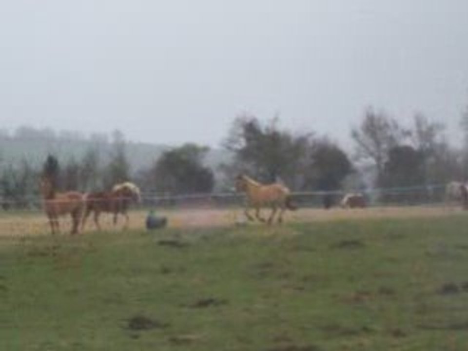 Pilou galop pré démaské