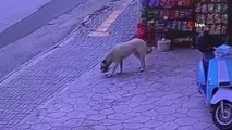 Marketten cips çalan köpek kameraya yakalandı