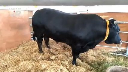 #AWANIJr: Lembu pun nak sado