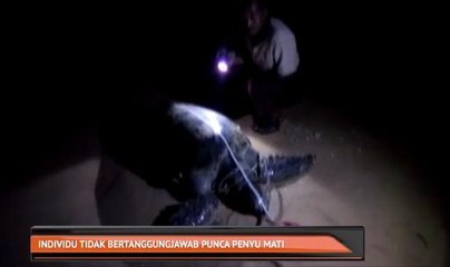 Individu tidak bertanggungjawab punca penyu mati