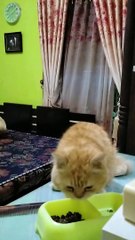 Si Meong Sedang Makan Siang Setelah Bangun Tidur