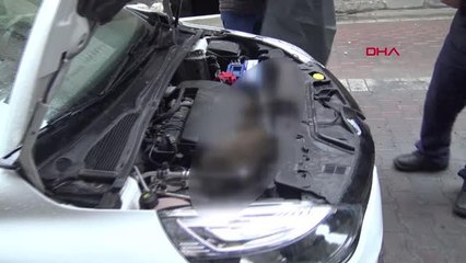 Son dakika haberi! AVCILAR'DA ISINMAK İÇİN OTOMOBİLİN MOTOR KISMINA GİREN BİR KEDİ DAHA ÖLDÜ