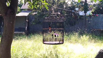 Jemur burung supaya cepat bunyi