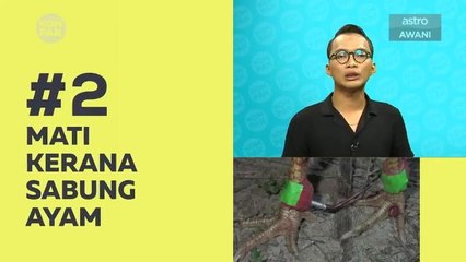 Kompak (Episod 309): Mati kerana sabung ayam