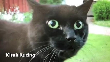 #AWANIJr: Kisah kucing