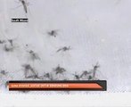 Guna nyamuk jantan untuk bendung Zika