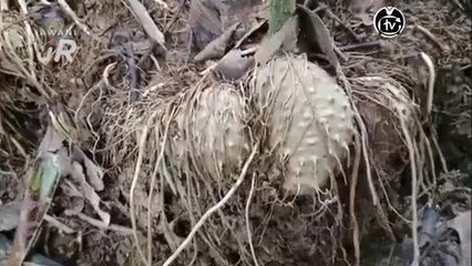 #AWANIJr: Misi mencari pohon ubi gadung