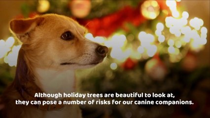 Tips to Dog-Proof Your Christmas Tree