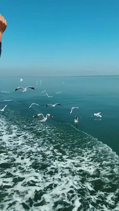 Sea Birds/seagulls/Most beautiful video in the world