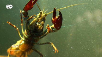 घुसपैठिया प्रजातियों से फायदा या नुकसान?