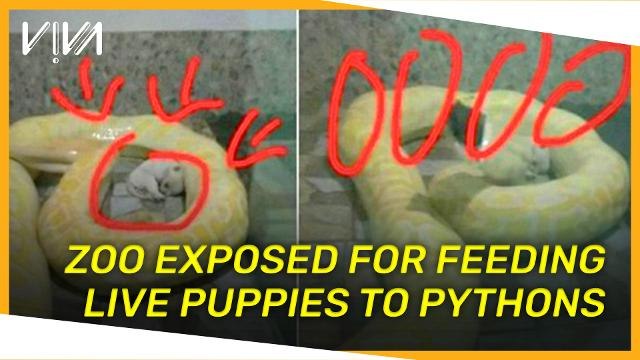 V!VA: Zoo exposed for feeding live puppies to pythons