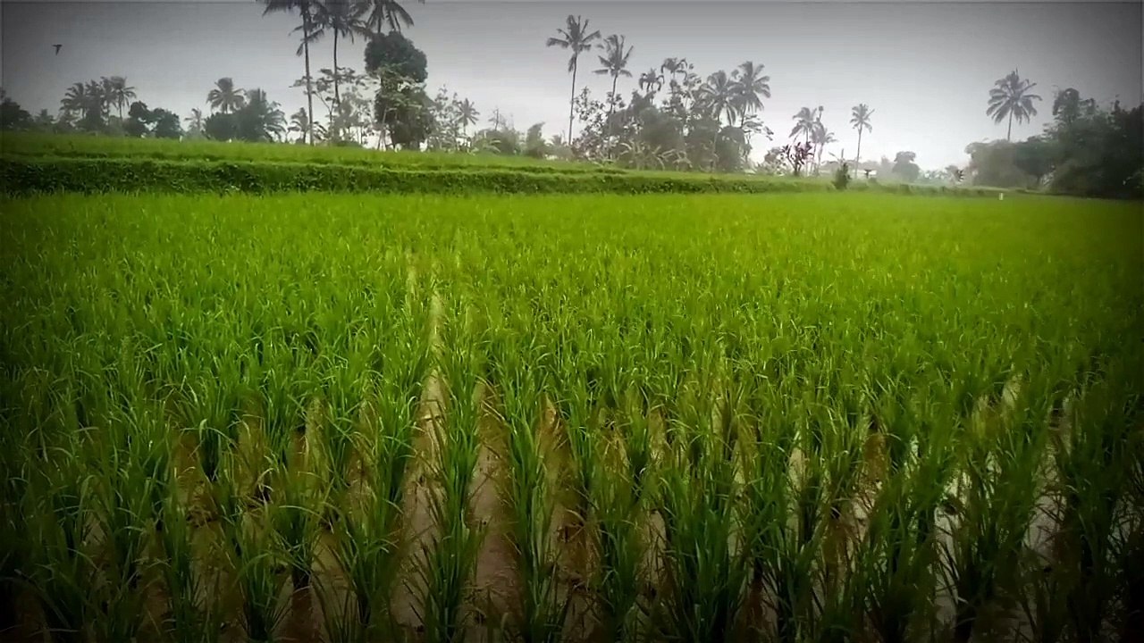 ladang ku begitu indah