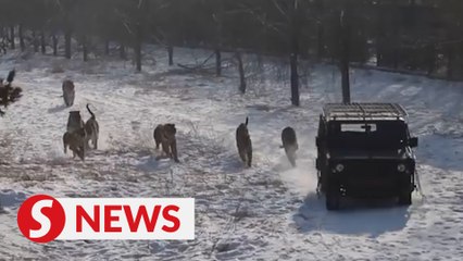 Wild Siberian tigers' population in China largely increases through captive breeding