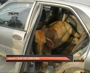 Cubaan 4 lelaki curi lembu gagal