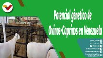 Cultivando Patria | Feria internacional de Ovinos-Caprino muestra potencial genético del país