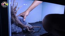 Easy Hardscape For Beginner | Channa Blue Pulchra's Tank