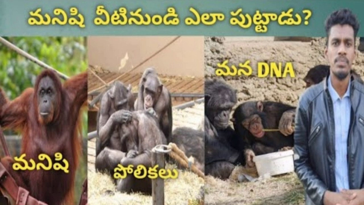 The great apes mirror of  humanity || wildlife | indian wildlife  | nature | animals | monkeys | birds
