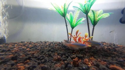 Amazon's Authentic Neon Tetra Fish